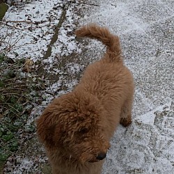 Chewy als Welpe