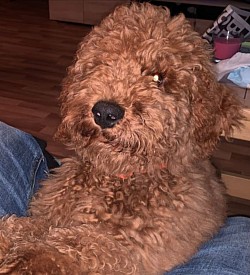 Fellmonster