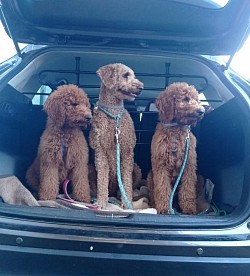 Links Alma; Mitte Chewy; rechts Arya
